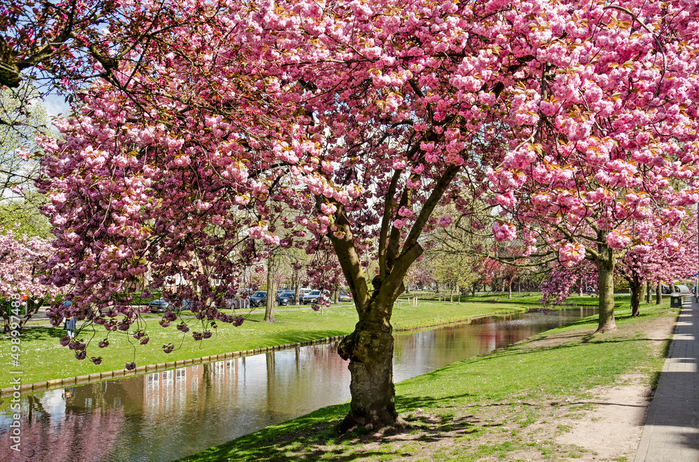 Rotterdam, The Netherlands, April 14, 2022: Japanese cherry tree with an abundance of pink blossoms along Statensingel canal in Blijdorp neighbourhood