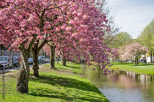 Rotterdam, The Netherlands, April 14, 2022: abundantly blossoming Japanese cherry (prunus serrulata) along Statensingel canal in Blijdorp neighbourhood photo