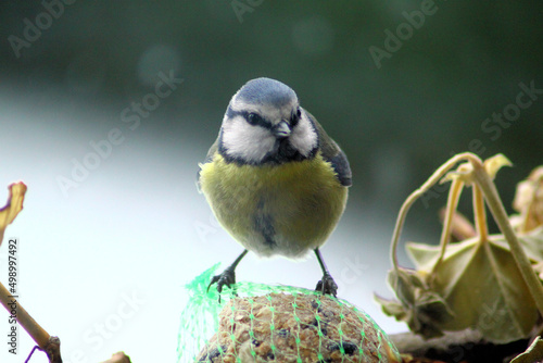 la mésange gourmande