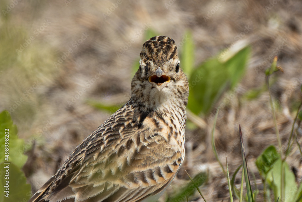 Fototapeta premium 真顔のヒバリ