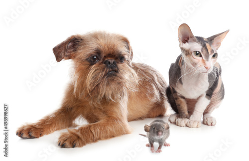 Adorable dog, cat and rat together on white background