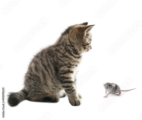Cute tabby kitten and rat on white background