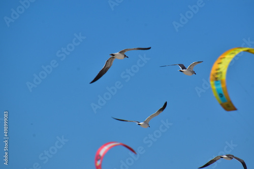 Aves y parapentes en el mar
