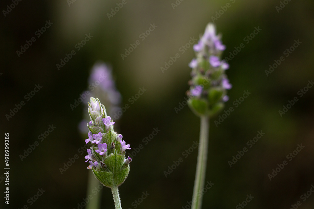 Lavender flowers in garden. Lavender flowers in garden.
