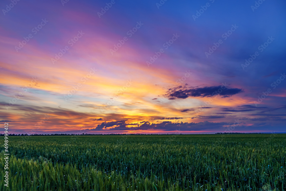 beautiful sunset landscape, an agricultural field with young green wheat sprouts