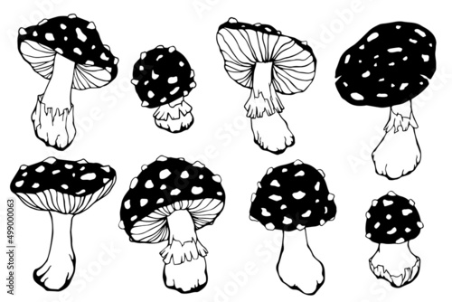 Large set of fly agaric mushroom sketches.Vector graphics.
