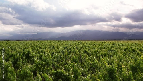 Vineyards Drone 4k Mendoza Argentina Wine 3