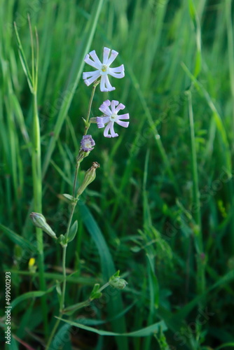 Obraz na płótnie adonis flower