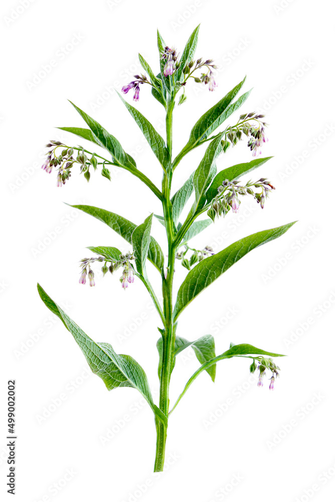 Comfrey or symphytum officinale is a medicinal plant active. Comfrey or symphytum officinale is a medicinal plant active.