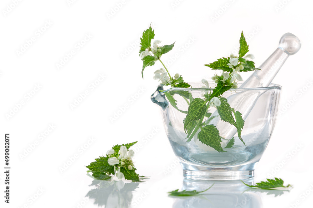 Image of nettles in a glass mortar isolated on white background. Image of nettles in a glass mortar isolated on white background.