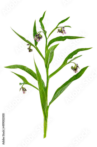 Comfrey or symphytum officinale is a medicinal plant active. © RFBSIP