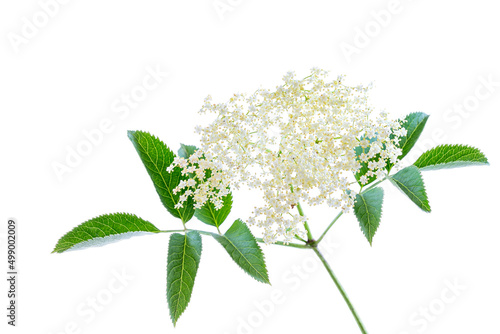 Close up of a stem of elderflower flowers (medicinal plant) isolated.
