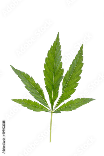 Conceptual image of a cannabis leaf isolated on a white background.