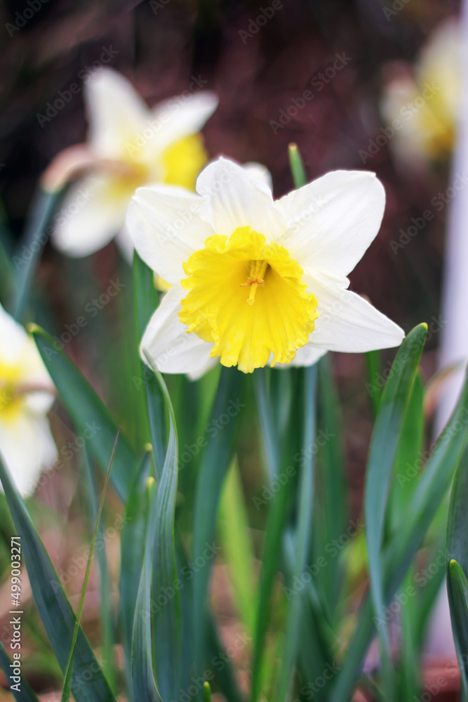 A white and yellow narcissus growing in a meadow somewhere in Poland A white and yellow narcissus growing in a meadow somewhere in Poland