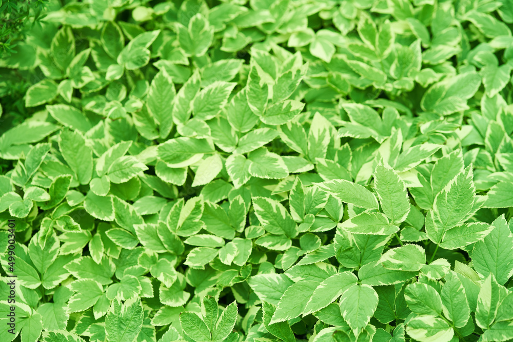 Top view background of green leaves. Aegopodium podagraria Variegata, perennial shrub, garden decoration. High quality photo Top view background of green leaves. Aegopodium podagraria Variegata, perennial shrub, garden decoration. High quality photo