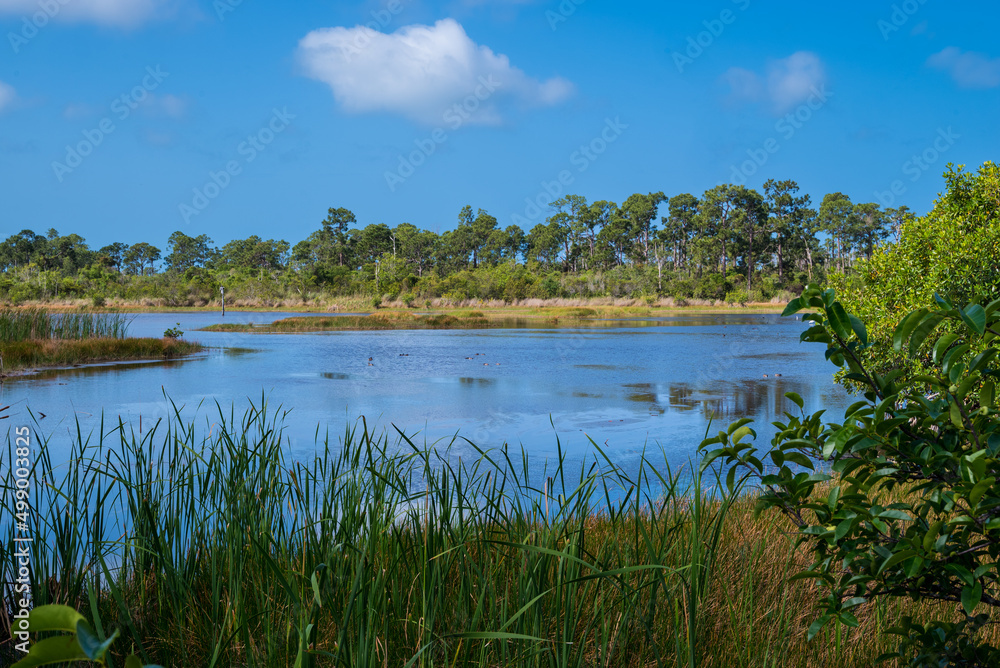 South Florida lake Near Everglades Naples Botanical garden