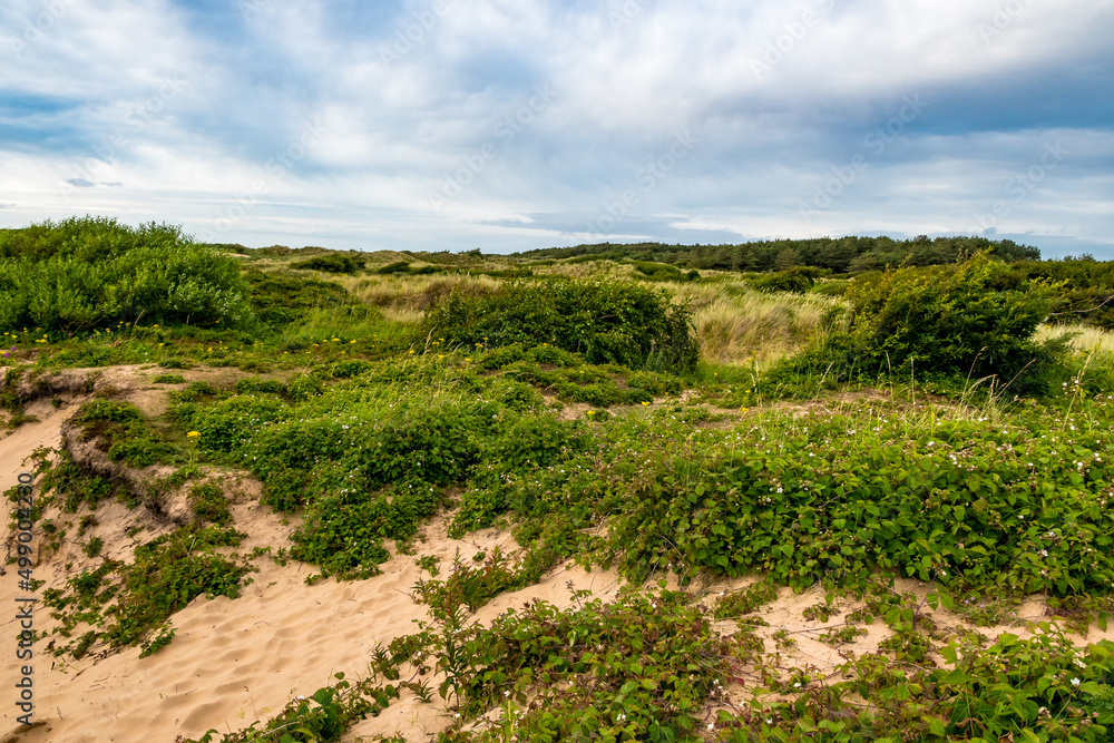 Grüne Dünenlandschaft an der englischen Küste