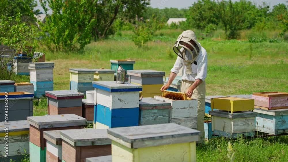 Male beekeeper shakes the bees off the honey frames. Apiarist examining his bee farm on sunny summer day. Trees at backdrop. Male beekeeper shakes the bees off the honey frames. Apiarist examining his bee farm on sunny summer day. Trees at backdrop.