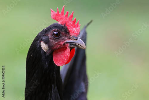 Portrait of a beautiful black castilian hen with natural green grass background. Red crested chicken looking at the camera.