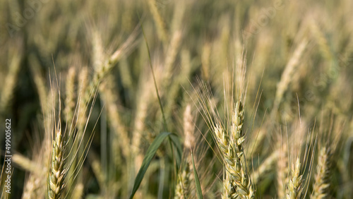 Close up of ripening yellow ears of wheat on the field in summer. © Костянтин Жук