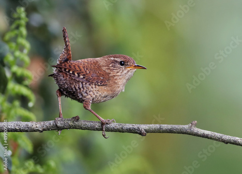 Portrait of a cute and tiny eurasian wren (Troglodytes troglodytes) standing on a branch with natural green forest background. Small wild garden bird background image. Lugo, Spain.