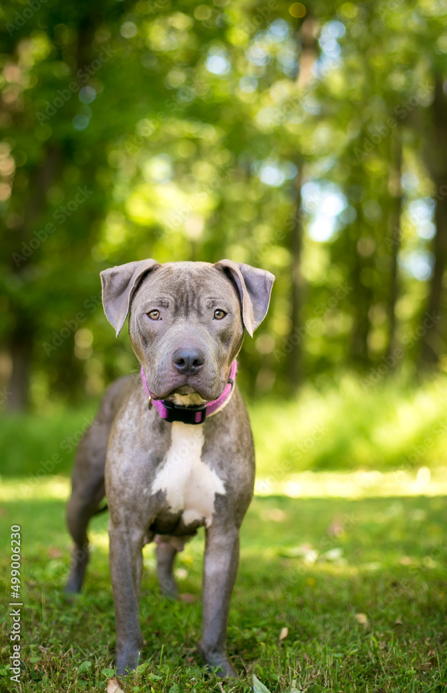 A Pit Bull Terrier mixed breed dog wearing a purple collar and looking at the camera A Pit Bull Terrier mixed breed dog wearing a purple collar and looking at the camera