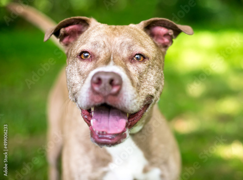 Fotografiet A senior Pit Bull Terrier mixed breed dog with a happy expression