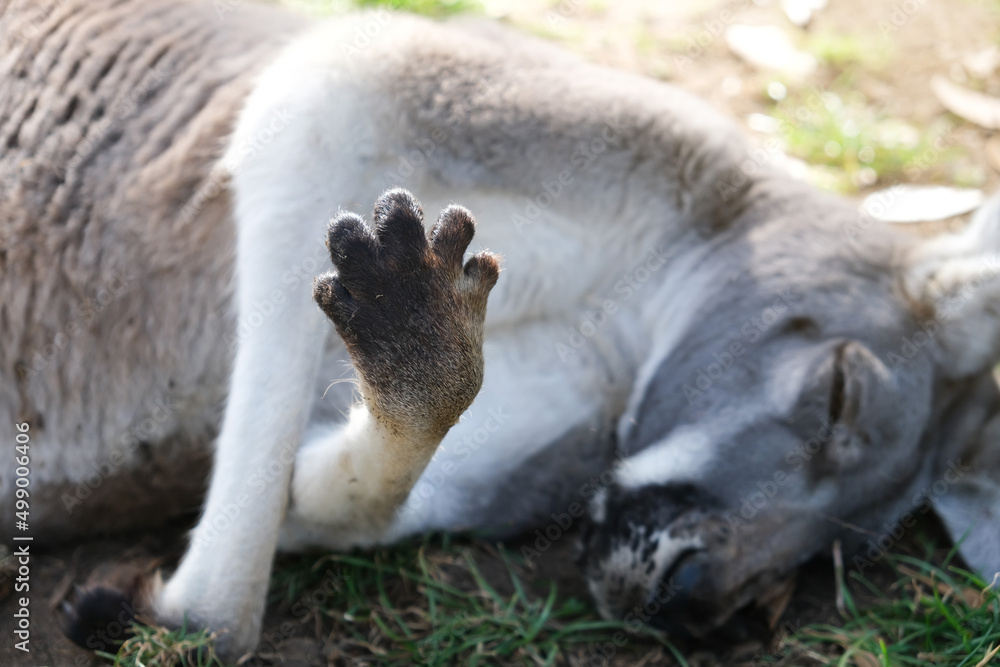 Obraz premium Paw of a grey Australian kangaroo sleeping in the park