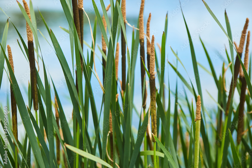 Obraz premium Reeds on the shore of a pond or river. Aquatic plants. Diversity of flora.