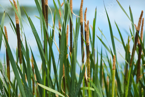 Reeds on the shore of a pond or river. Aquatic plants. Diversity of flora.