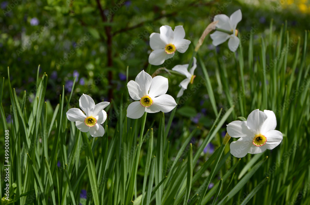 white flowers of daffodils in a spring flower bed white flowers of daffodils in a spring flower bed