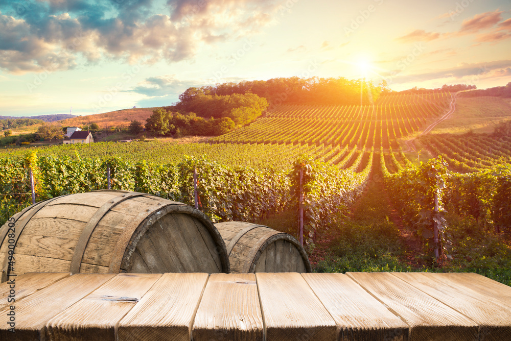 Ripe wine grapes on vines in Tuscany, Italy. Picturesque wine farm, vineyard. Sunset warm light - obrazy, fototapety, plakaty 