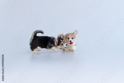Two corgi puppies playing with a ball against a white background