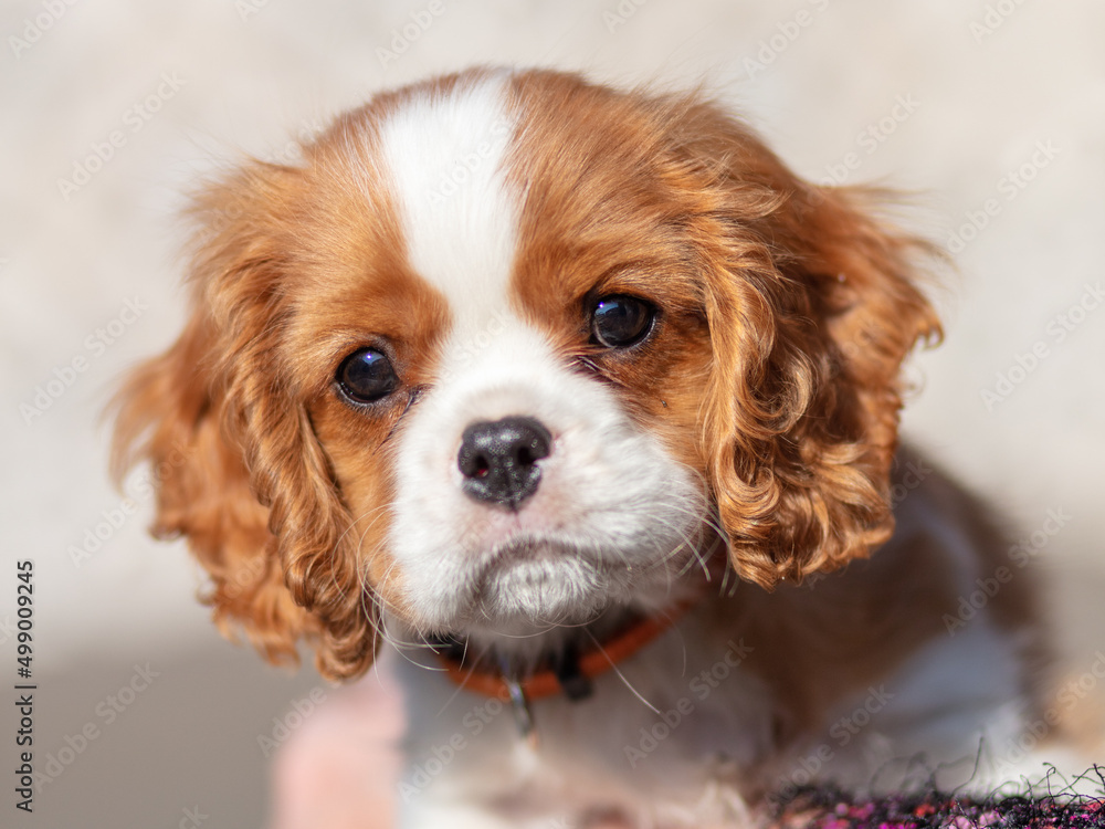 10 weeks  old puppy cavalier king charles spaniel