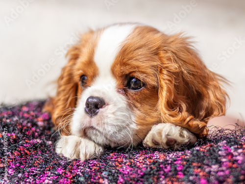 Slika na platnu 10 weeks  old puppy cavalier king charles spaniel