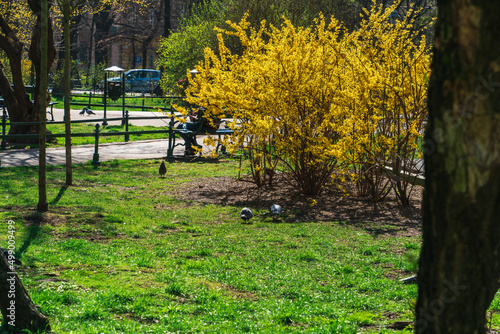 Yellow bush of blooming forsythia in sunlight in a city park on a green lawn. Bright spring day photo