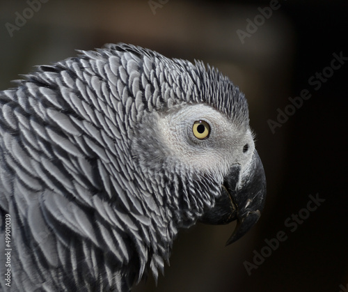 Gris du Gabon, perroquet africain