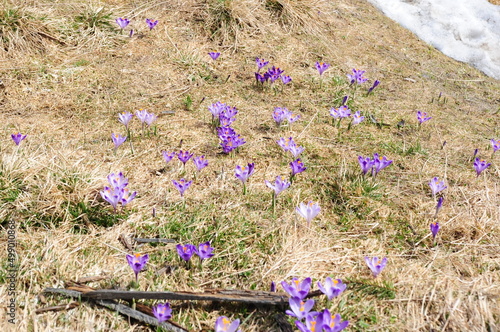 Krokusy alpejskie, Szafran, kwiat alpejski, 