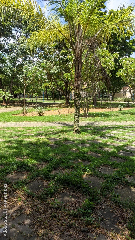 Fototapeta premium trees in the park