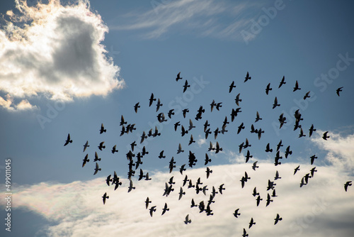 Birds flying in swarms in the sky and clouds behind them
