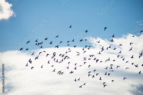 Birds flying in swarms in the sky and clouds behind them