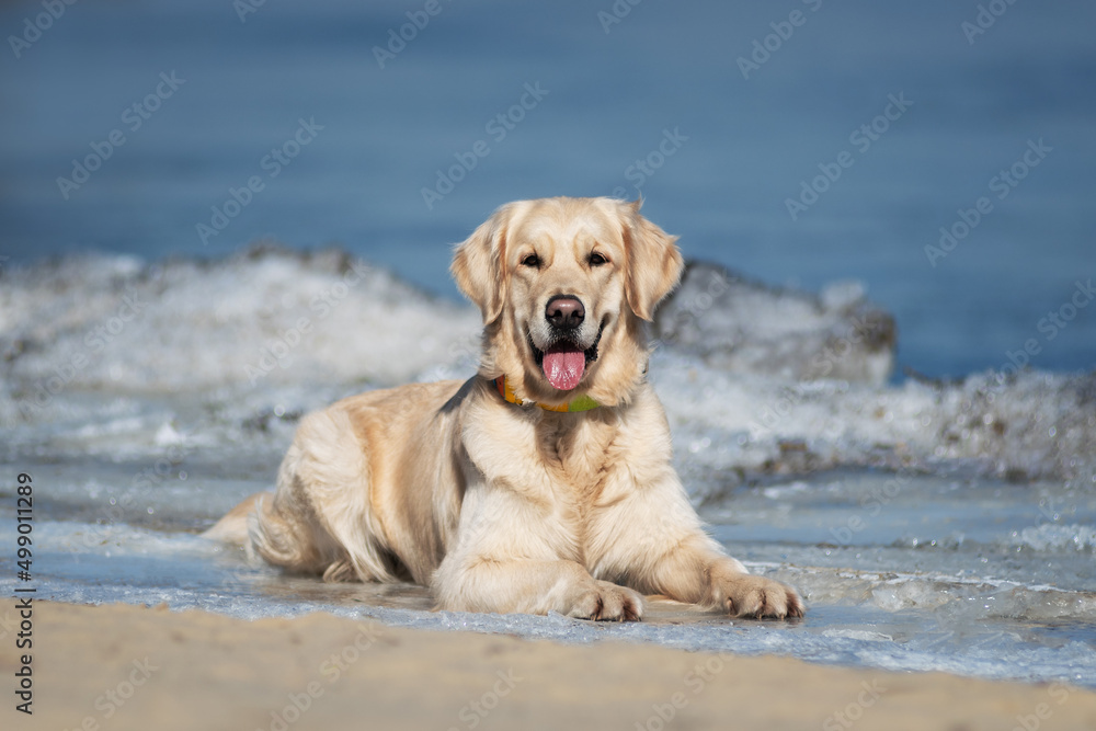 Cute golden retriever lying on the beach by the water Cute golden retriever lying on the beach by the water