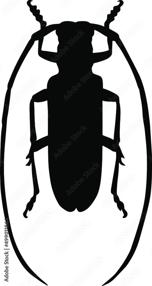 The woodcutter beetle. Bark vector beetle is a pest of the forest. An insect with long whiskers. Flying inhabitants of the tropics or taiga The woodcutter beetle. Bark vector beetle is a pest of the forest. An insect with long whiskers. Flying inhabitants of the tropics or taiga