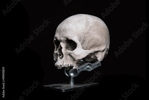 skull on stand