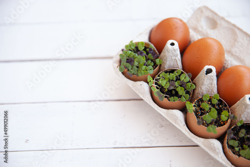 Fresh micro greens in an eggshell in a cardboard box. Healthy food.