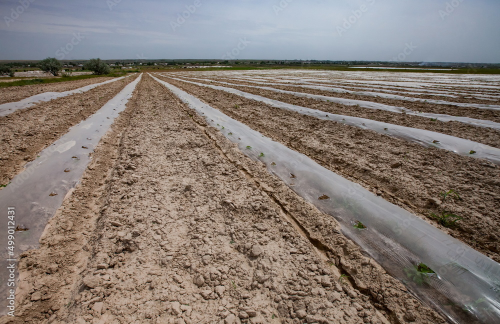 Melon field covered polyethylene film for sprout defence Melon field covered polyethylene film for sprout defence