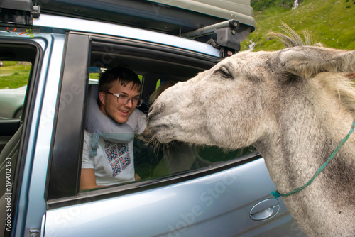 Young guy, sitting in a car, strokes and feeds donkey, which is standing near car. Donkeys graze and beg tourists for food near Transfagarasan highway. Romania