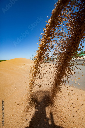 Canvas Print Grain winnower machine for wheat seeds. Spring sowing campaign