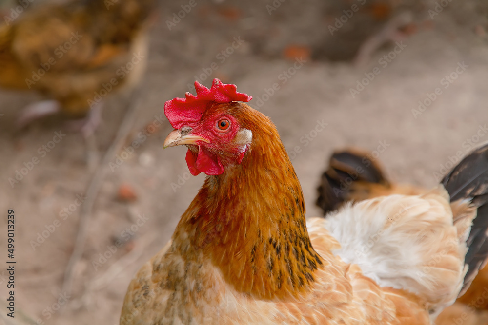 Fototapeta premium A homemade chicken is walking on the street.