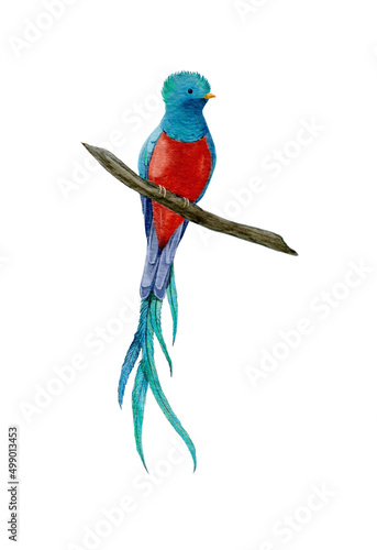 Watercolor illustration quetzal isolated on white background photo